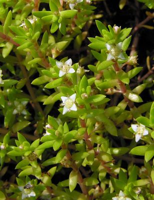 watercrassula2